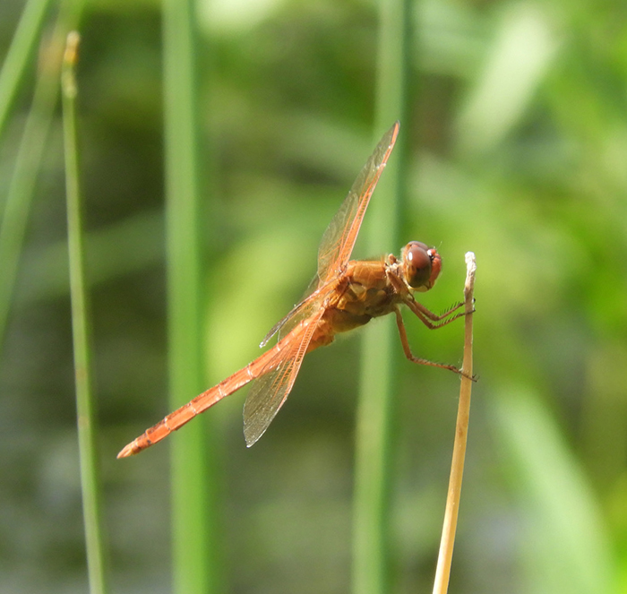 Dragonfly and damselfly survey