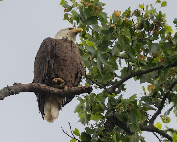 The Sad Story of “Our” Beloved Haul Road Trail Bald Eagles