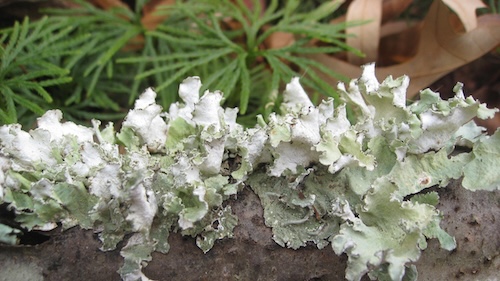 Lichen