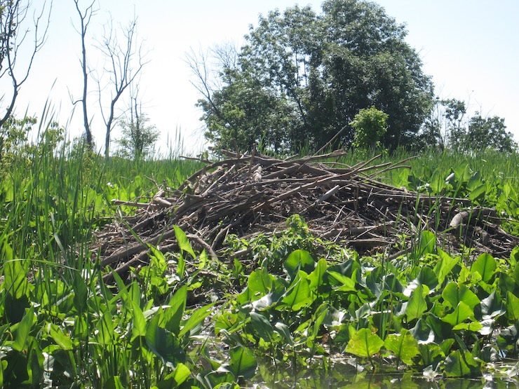 Beavers Building a Dam in Dyke Marsh