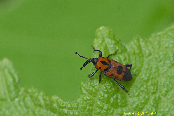 Cocklebur_Weevil_Rhodobaenus_quinquepunctatus_Dyke_Marsh_061825_56_levels_dark_sig-700.jpg