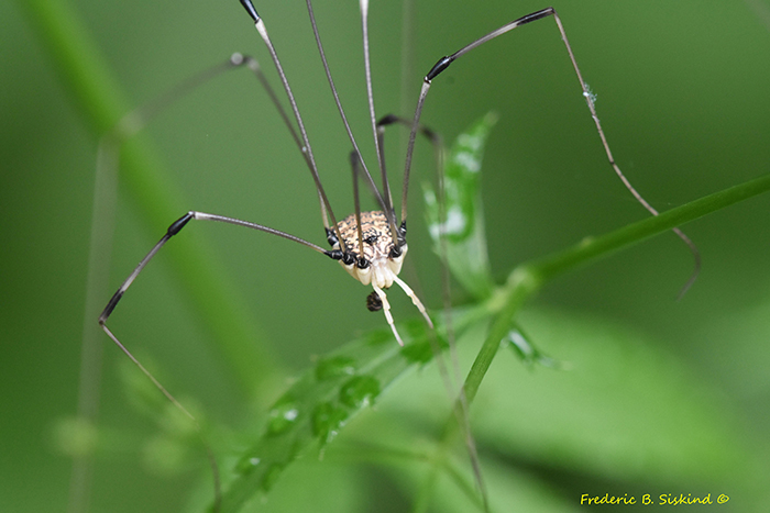 Eastern_Harvestman_Leiobunum_vittatum_Dyke_Marsh_061825_46_sig-700.jpg