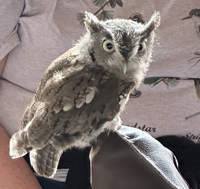 Eastern_screech_owl_Megascops_asio-700.jpg