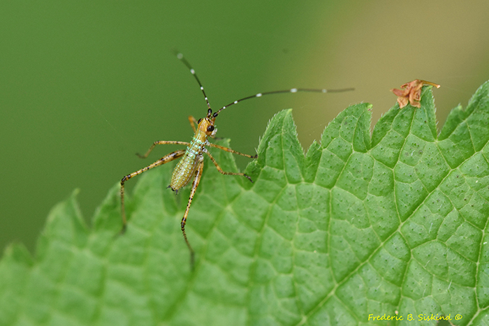 Fork-tailed_Bush_Katydid_Scudderia_furcata_Dyke_Marsh_061825_61_sig-700.jpg