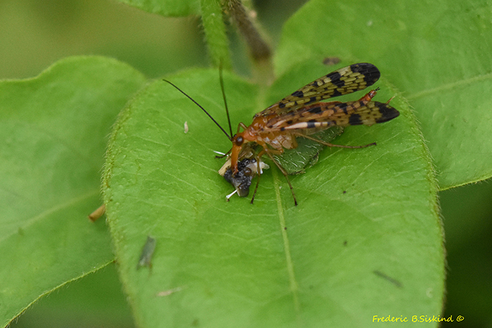 Forked_ScorpionflyPanorpa_subfurcata_Dyke_Marsh_061825_14_crop_sharp_sig-700.jpg