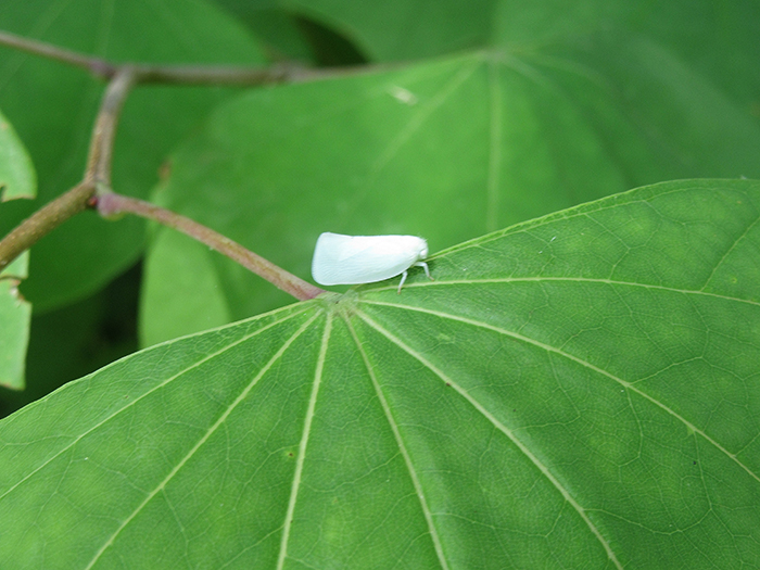 The_group_watched_a_leafhopper_insect_family_Cicadellidae_hop_about_on_redbud_trees_Cercis_canadensis_leavesgroup-700.jpg