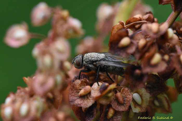 Vagabond_Cluster_Fly_Pollenia_vagabunda_Dyke_Marsh_061825_sig-700.jpg