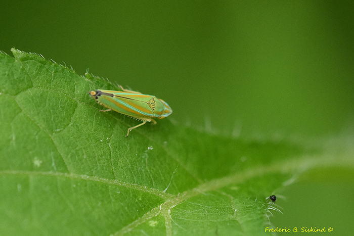 Versute_Sharpshooter_Graphocephala_versuta_Dyke_Marsh_061825_crop_sharp_sig-700.jpg