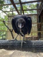 Virginia’s Amazing Vultures
