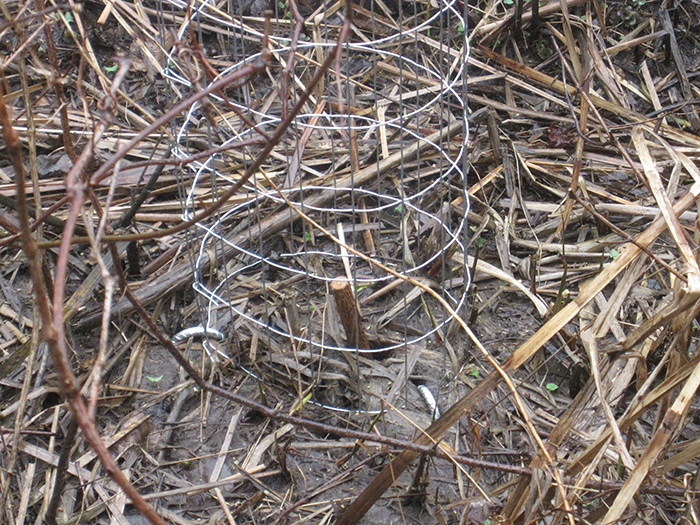 black_willow_stake_firm_in_place_and_ready_to_grow-700.jpg