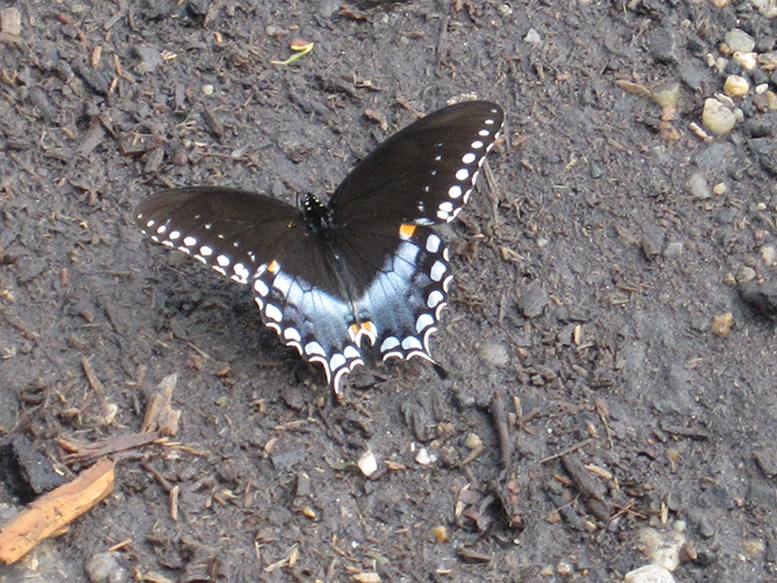 spicebush_swallowtail_butterfly_Papilio_troilus-700.jpg